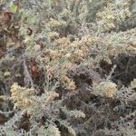 Artemisia thuscula Квітка