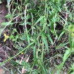 Sisymbrium orientale Folha