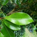 Syzygium aromaticum Leaf