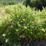 Rhus copallinum Habitat