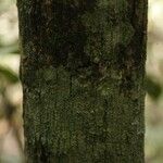 Eschweilera congestiflora Corteza