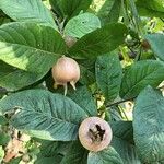 Mespilus germanicaFruit