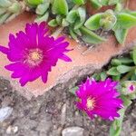 Delosperma sutherlandii Lorea