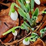 Galanthus elwesii 葉