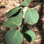 Canthium armatum पत्ता