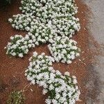 Phlox austromontana Flors