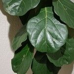 Ficus lyrataLeaf