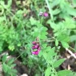 Lathyrus niger Blomma