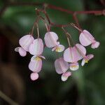 Begonia hydrocotylifolia Кветка