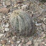 Echinocactus horizonthalonius ᱛᱟᱦᱮᱸ