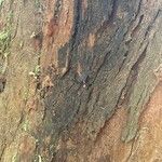 Eucalyptus botryoides Corteccia