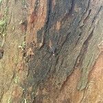 Eucalyptus botryoides Кора