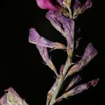 Hedysarum naudinianum 花