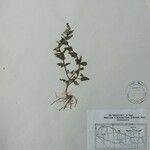 Scutellaria barbata Other