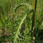 Pedicularis sceptrum-carolinum Levél