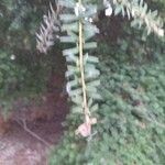 Podocarpus totara Φύλλο