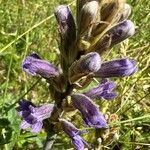 Phelipanche purpurea Floro