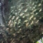 Cucumis anguria 樹皮
