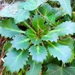 Saxifraga spathularis Leaf