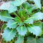 Saxifraga spathularis Blad