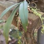 Rhipidoglossum longicalcar Hoja