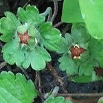 Potentilla indica Fruto