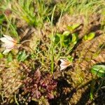 Gagea serotina Fula