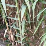 Arundo donaxLapas