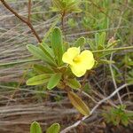 Hibbertia pulchellaFleur