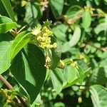 Helinus integrifolius Blüte