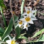 Tulipa turkestanica Flor