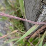 Anisantha tectorum 葉