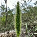 Setaria viridis Fruit