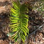 Zamia pumila Foglia