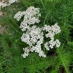 Achillea millefoliumᱵᱟᱦᱟ