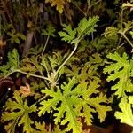 Pelargonium citronellum Blad