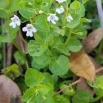 Clinopodium brownei Foglia