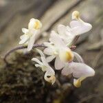Polystachya saccata Flor