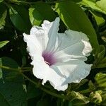Ipomoea pandurata Flor
