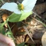 Dalechampia caperonioides