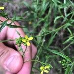 Sisymbrium orientale Blüte