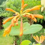 Lonicera flava Kvet