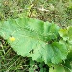 Arctium lappaЛист