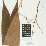 Geonoma leptospadix Hoja