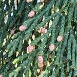 Cupressus nootkatensis Flower