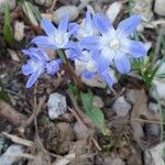 Scilla luciliae Flower