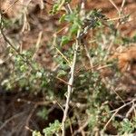 Indigofera spinosa പുറംതൊലി