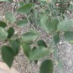 Celtis africana Folio