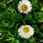 Bellis annuaപുഷ്പം