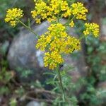 Odontarrhena muralis Flower